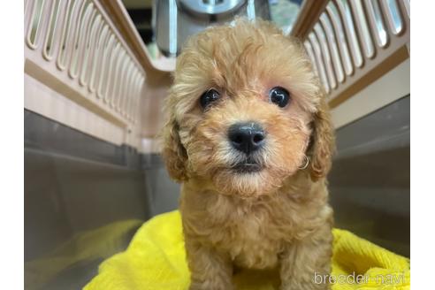 成約済の愛媛県のトイプードル-148869の4枚目