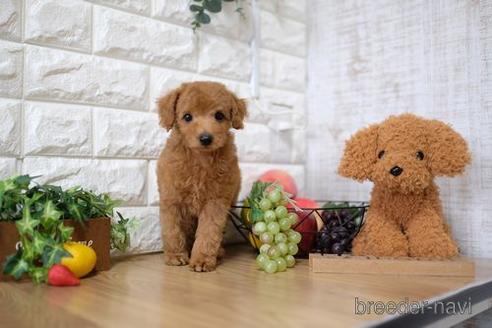 成約済の滋賀県のトイプードル-146924の1枚目