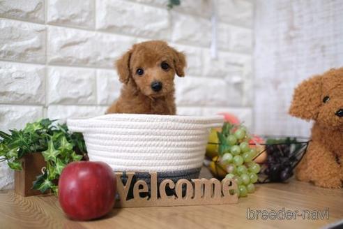 成約済の滋賀県のトイプードル-146924の5枚目