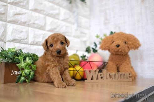 成約済の滋賀県のトイプードル-146924の3枚目