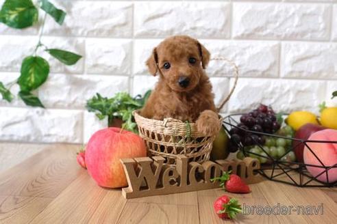 成約済の滋賀県のトイプードル-146924の2枚目