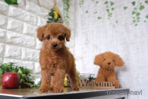 成約済の滋賀県のトイプードル-146929の1枚目