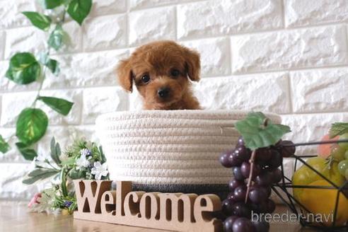 成約済の滋賀県のトイプードル-146929の5枚目