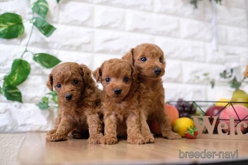 成約済の滋賀県のトイプードル-146929の4枚目