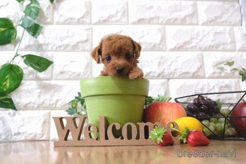 成約済の滋賀県のトイプードル-146929の3枚目