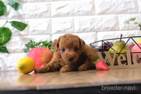 成約済の滋賀県のトイプードル-146929の2枚目