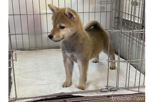 成約済の岡山県の柴犬-148877の5枚目