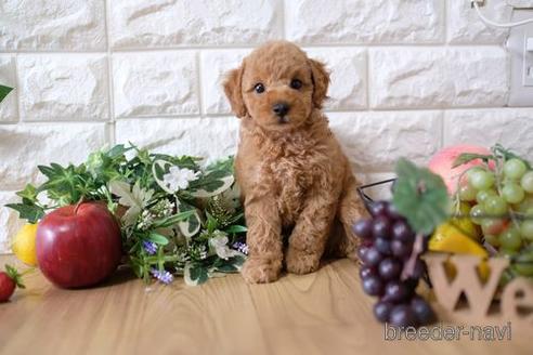 成約済の滋賀県のトイプードル-146932の1枚目