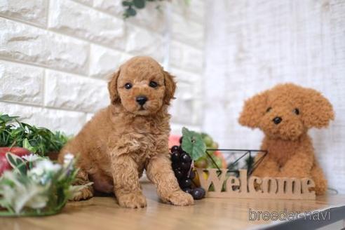 成約済の滋賀県のトイプードル-146932の5枚目