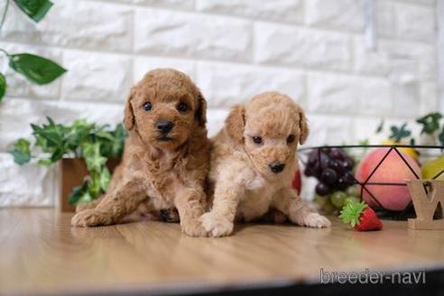 成約済の滋賀県のトイプードル-146932の4枚目