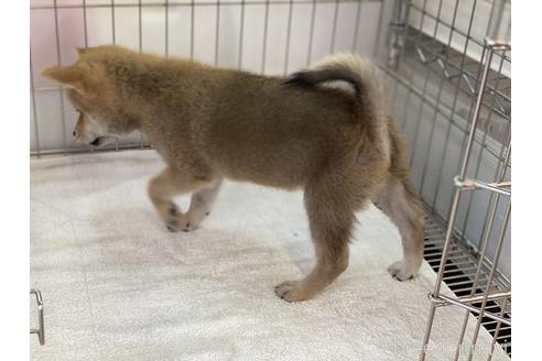 成約済の岡山県の柴犬-148877の4枚目