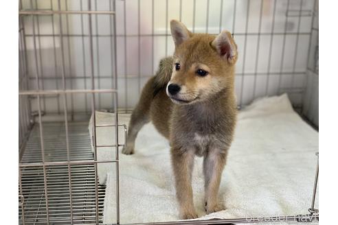 成約済の岡山県の柴犬-148877の3枚目