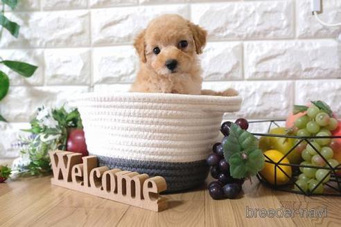 成約済の滋賀県のトイプードル-146933の1枚目