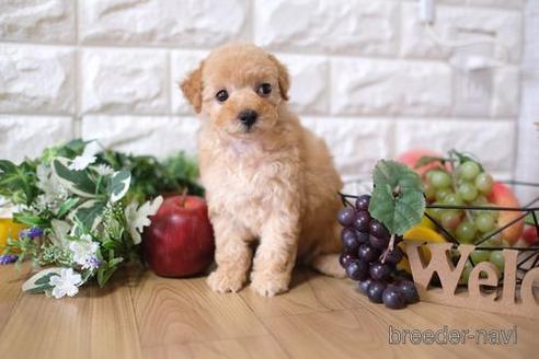 成約済の滋賀県のトイプードル-146933の5枚目