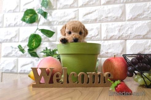 成約済の滋賀県のトイプードル-146933の3枚目