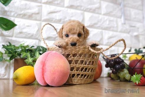 成約済の滋賀県のトイプードル-146933の2枚目