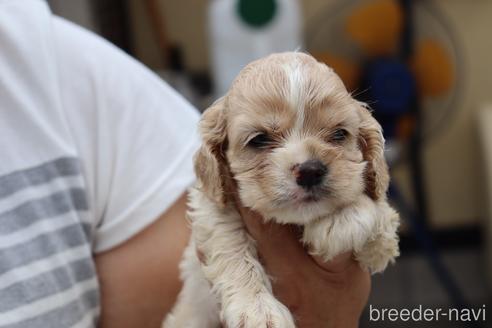 成約済の埼玉県のアメリカンコッカースパニエル-148881