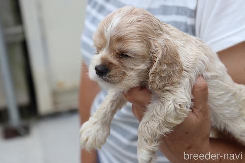 成約済の埼玉県のアメリカンコッカースパニエル-148881の3枚目