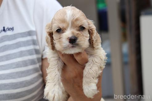 成約済の埼玉県のアメリカンコッカースパニエル-148881の2枚目