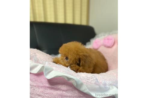 成約済の茨城県のタイニープードル-144065の2枚目