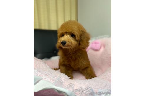 成約済の茨城県のタイニープードル-144065の1枚目