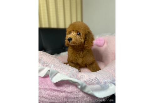 成約済の茨城県のタイニープードル-144065の4枚目