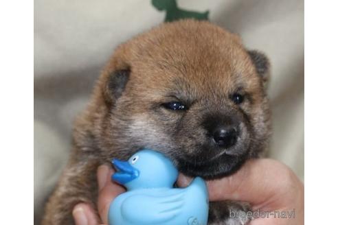 成約済の静岡県の柴犬-148198の3枚目