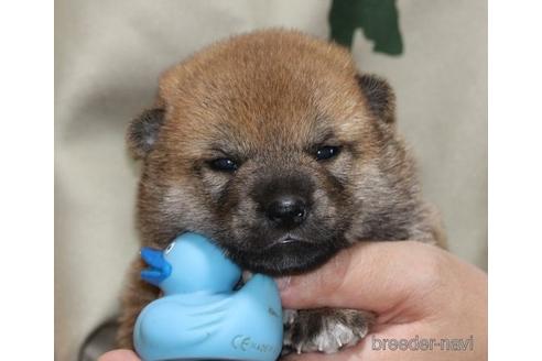 成約済の静岡県の柴犬-148198の1枚目