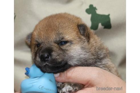 成約済の静岡県の柴犬-148198の2枚目