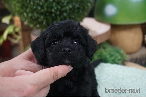 成約済の京都府のチワプー:チワワ×トイプードル-148983の2枚目