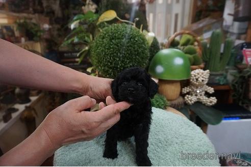 成約済の京都府のチワプー:チワワ×トイプードル-148983の3枚目