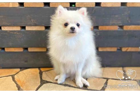 成約済の愛知県のポメラニアン-127795の9枚目