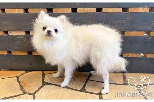 成約済の愛知県のポメラニアン-127795の11枚目