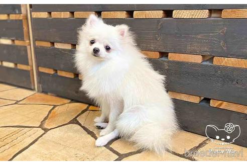 成約済の愛知県のポメラニアン-127795の5枚目