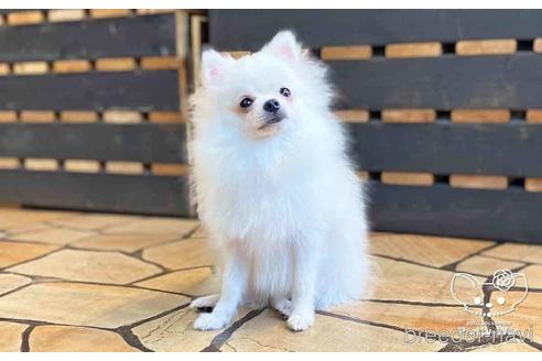 成約済の愛知県のポメラニアン-127795の6枚目