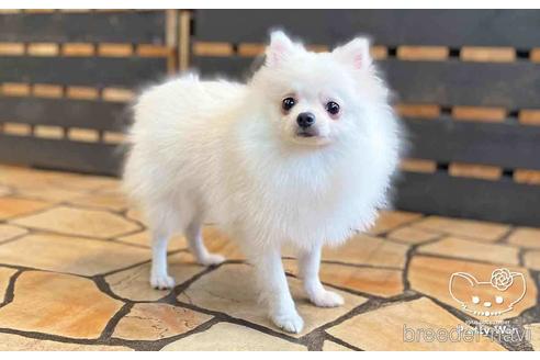 成約済の愛知県のポメラニアン-127795の7枚目