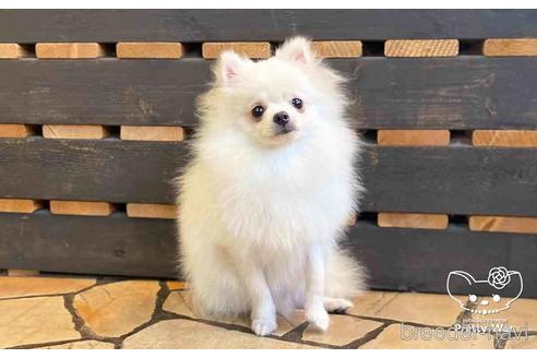 成約済の愛知県のポメラニアン-127795の8枚目