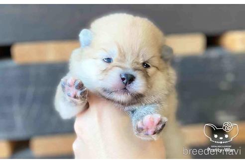 成約済の愛知県のポメラニアン-148264の9枚目