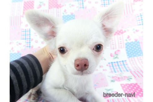 成約済の千葉県のチワワ(ロングコート)-137003