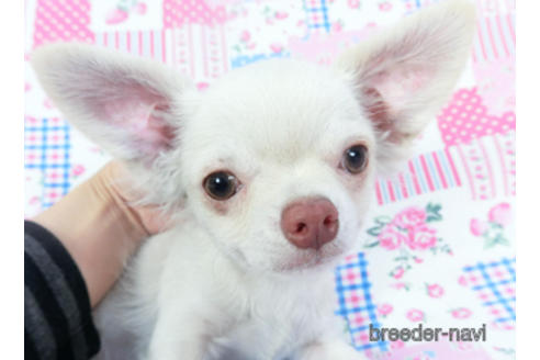 成約済の千葉県のチワワ(ロングコート)-137003の4枚目