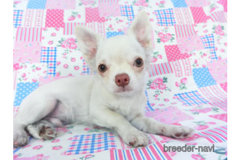 成約済の千葉県のチワワ(ロングコート)-137003の3枚目