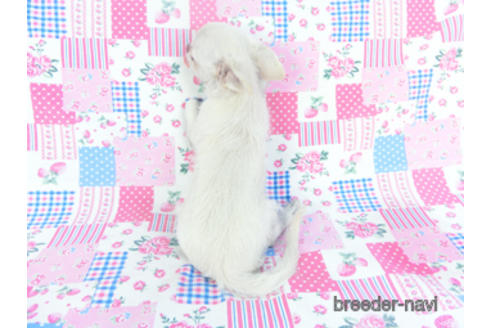 成約済の千葉県のチワワ(ロングコート)-137003の2枚目