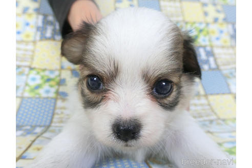 成約済の千葉県のミックス犬-149014の1枚目