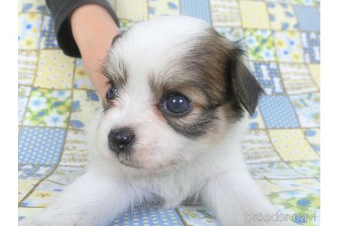 成約済の千葉県のミックス犬-149014の4枚目