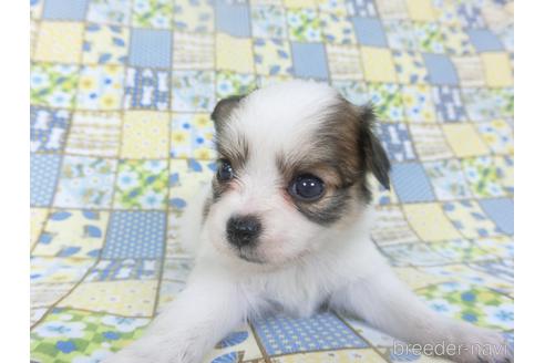 成約済の千葉県のミックス犬-149014の3枚目