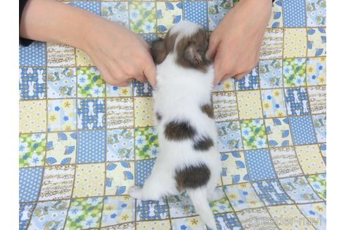 成約済の千葉県のミックス犬-149014の2枚目