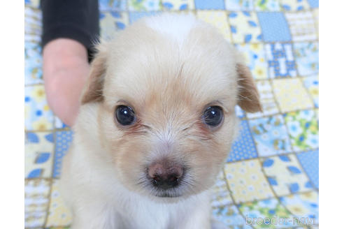 成約済の千葉県のミックス犬-149012