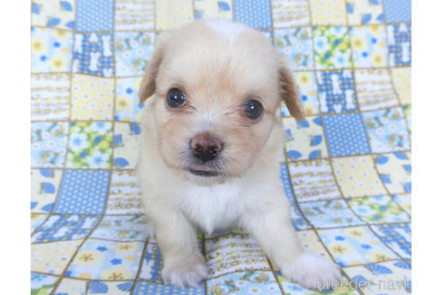 成約済の千葉県のミックス犬-149012の4枚目