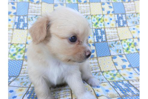 成約済の千葉県のミックス犬-149012の3枚目