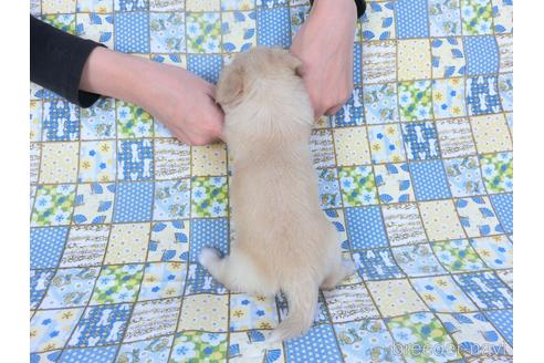 成約済の千葉県のミックス犬-149012の2枚目